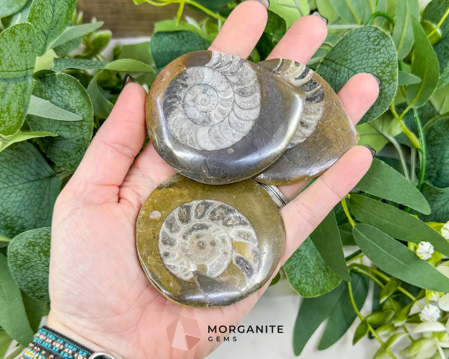 Polished Ammonite Fossil (2.5’’–3’’) – Randomly Selected Ancient Cephalopod Specimen for Grounding & Altar Decor