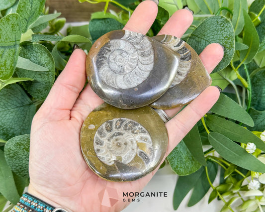 Polished Ammonite Fossil (2.5’’–3’’) – Randomly Selected Ancient Cephalopod Specimen for Grounding & Altar Decor