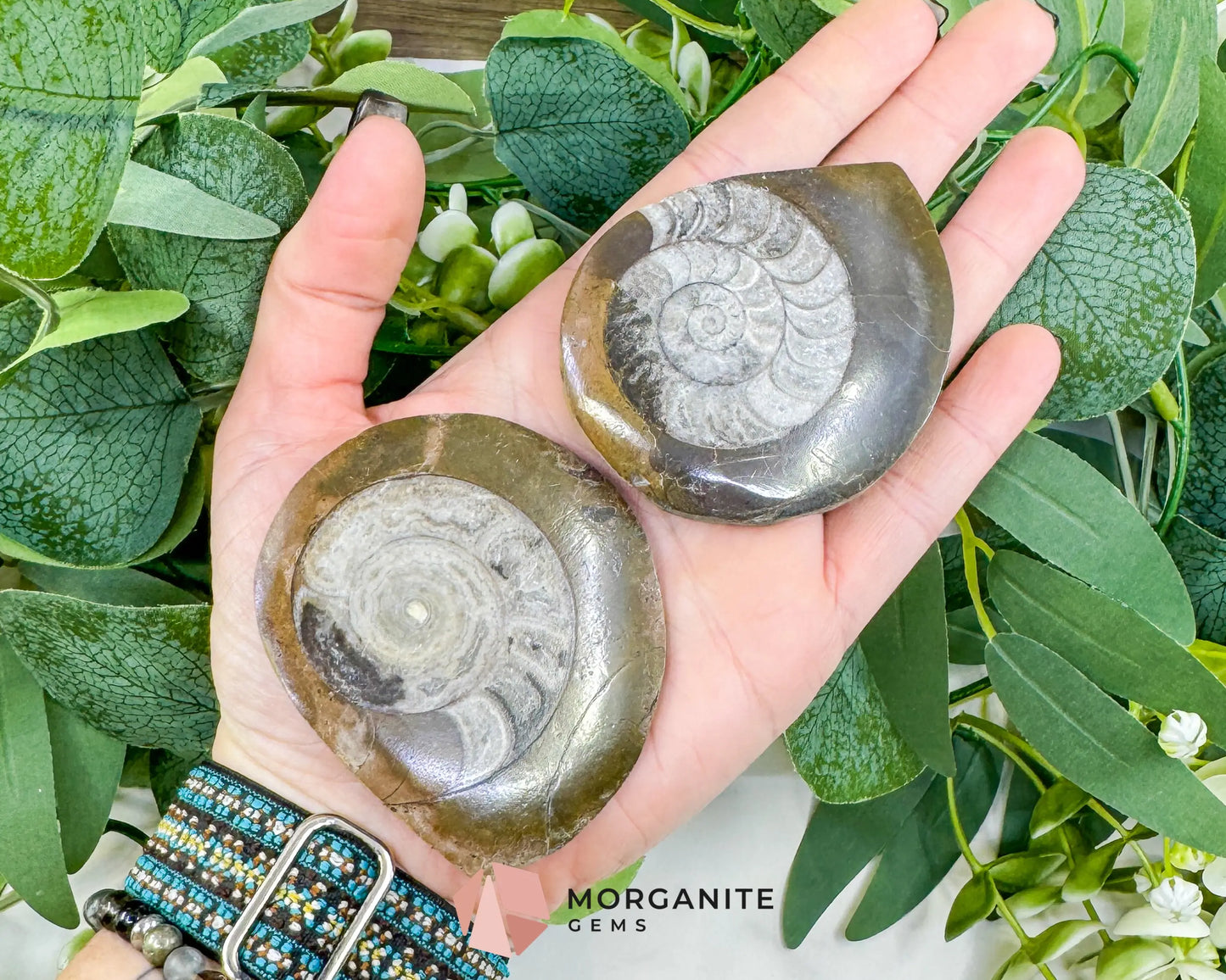 Polished Ammonite Fossil (2.5’’–3’’) – Randomly Selected Ancient Cephalopod Specimen for Grounding & Altar Decor