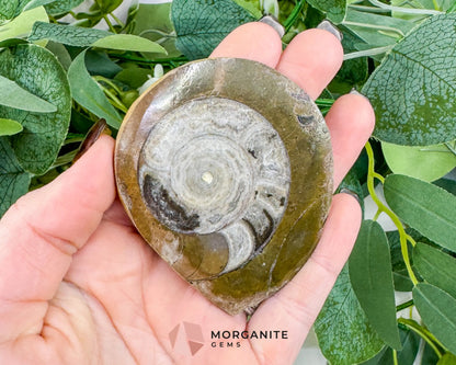 Polished Ammonite Fossil (2.5’’–3’’) – Randomly Selected Ancient Cephalopod Specimen for Grounding & Altar Decor