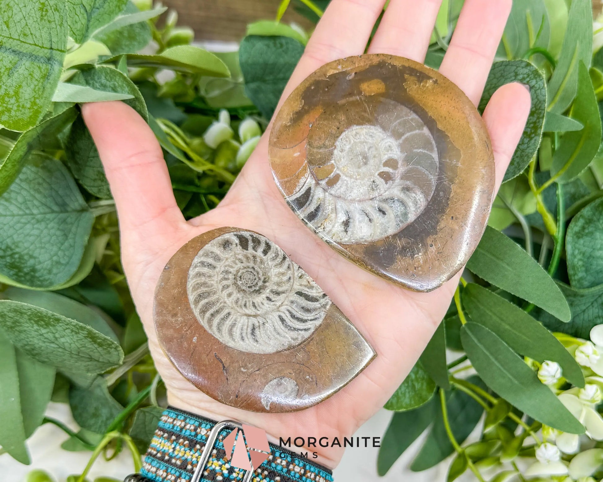 Polished Ammonite Fossil (2.5’’–3’’) – Randomly Selected Ancient Cephalopod Specimen for Grounding & Altar Decor