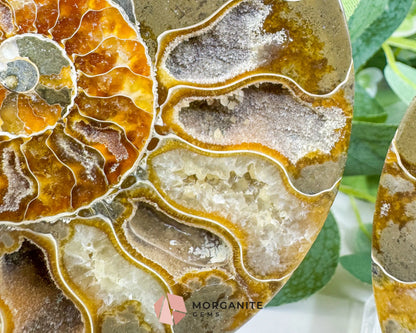 Polished Ammonite Fossil Pair (12oz Total) – 4.4’’ Matched Split Suture Specimen - Fossils