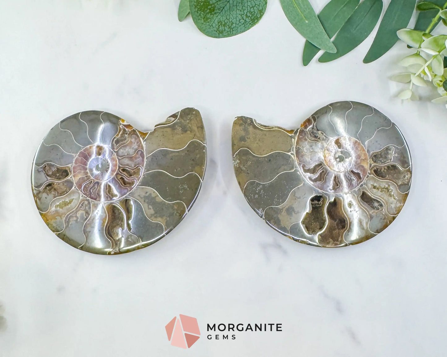 Polished Ammonite Fossil Pair (12oz Total) – 4.4’’ Matched Split Suture Specimen - Fossils