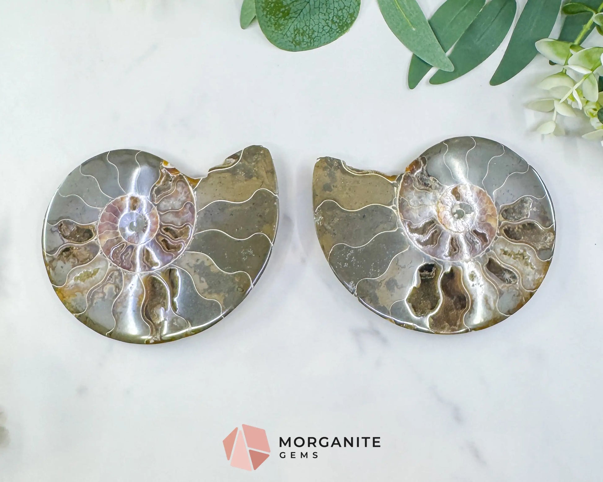 Polished Ammonite Fossil Pair (12oz Total) – 4.4’’ Matched Split Suture Specimen - Fossils