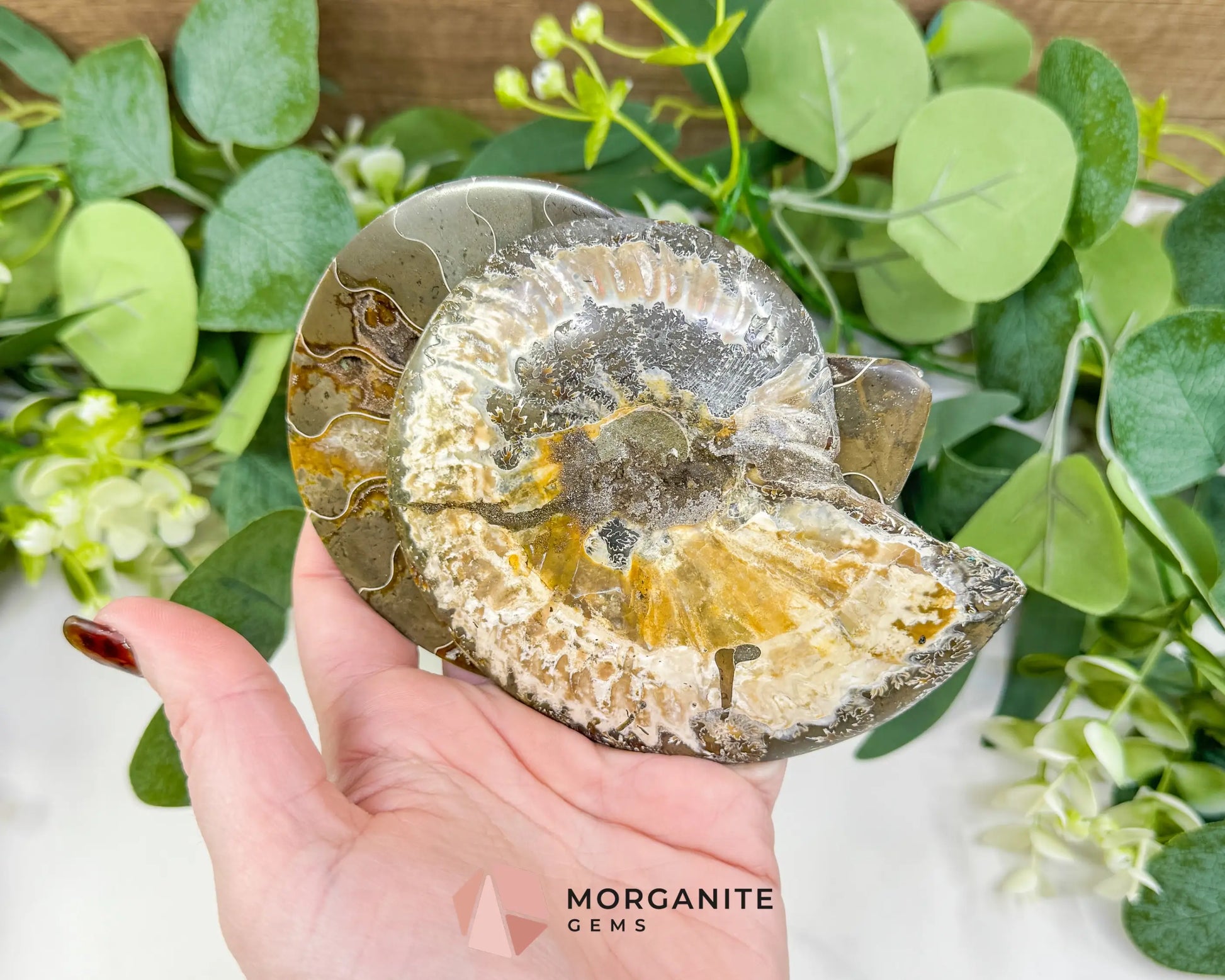 Polished Ammonite Fossil Pair (12oz Total) – 4.4’’ Matched Split Suture Specimen - Fossils