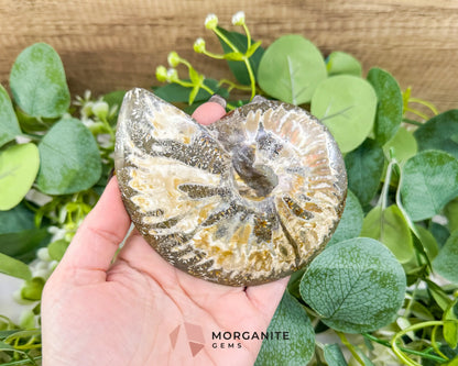 Polished Ammonite Fossil Pair (12oz Total) – 4.4’’ Matched Split Suture Specimen - Fossils