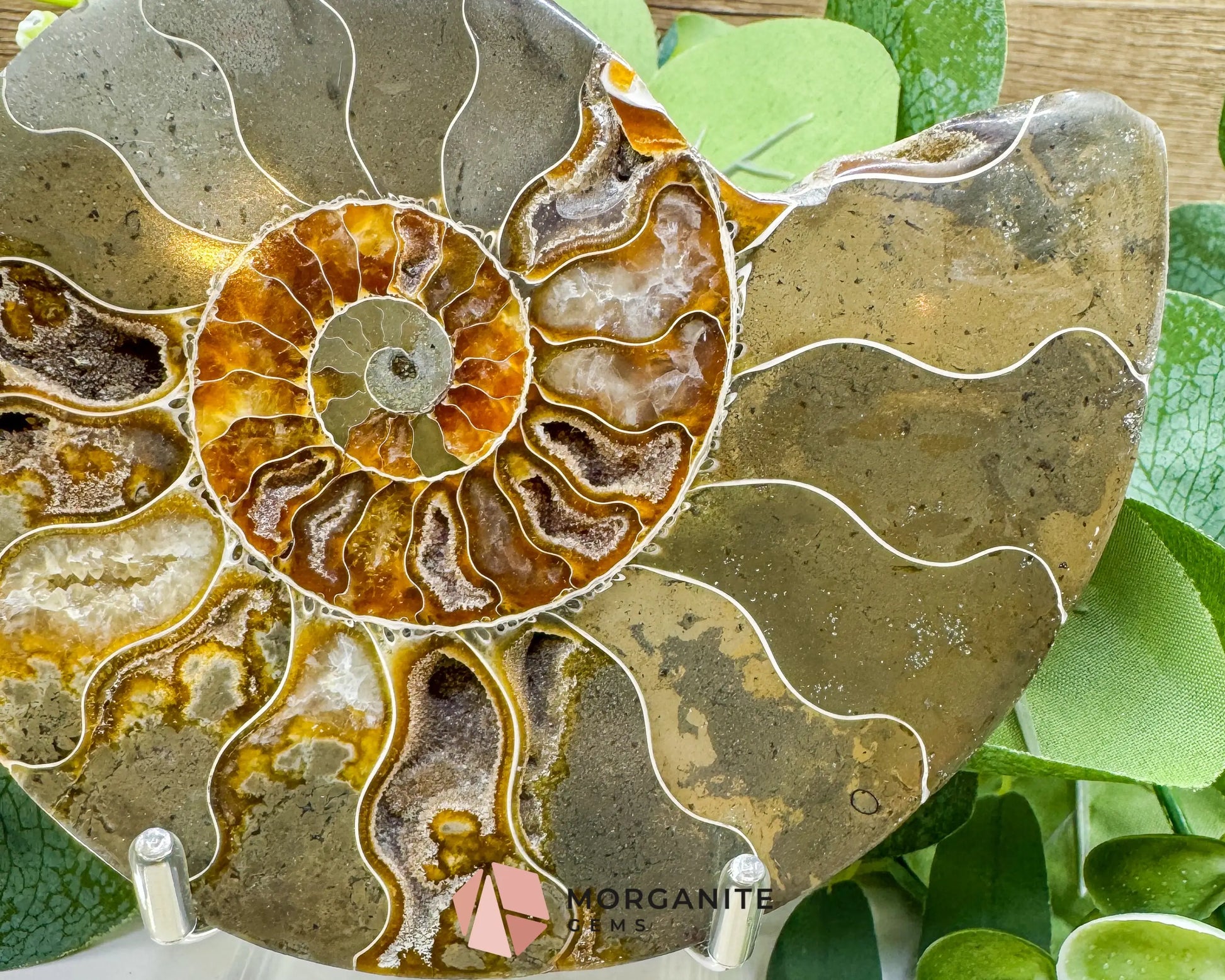 Polished Ammonite Fossil Pair (12oz Total) – 4.4’’ Matched Split Suture Specimen - Fossils