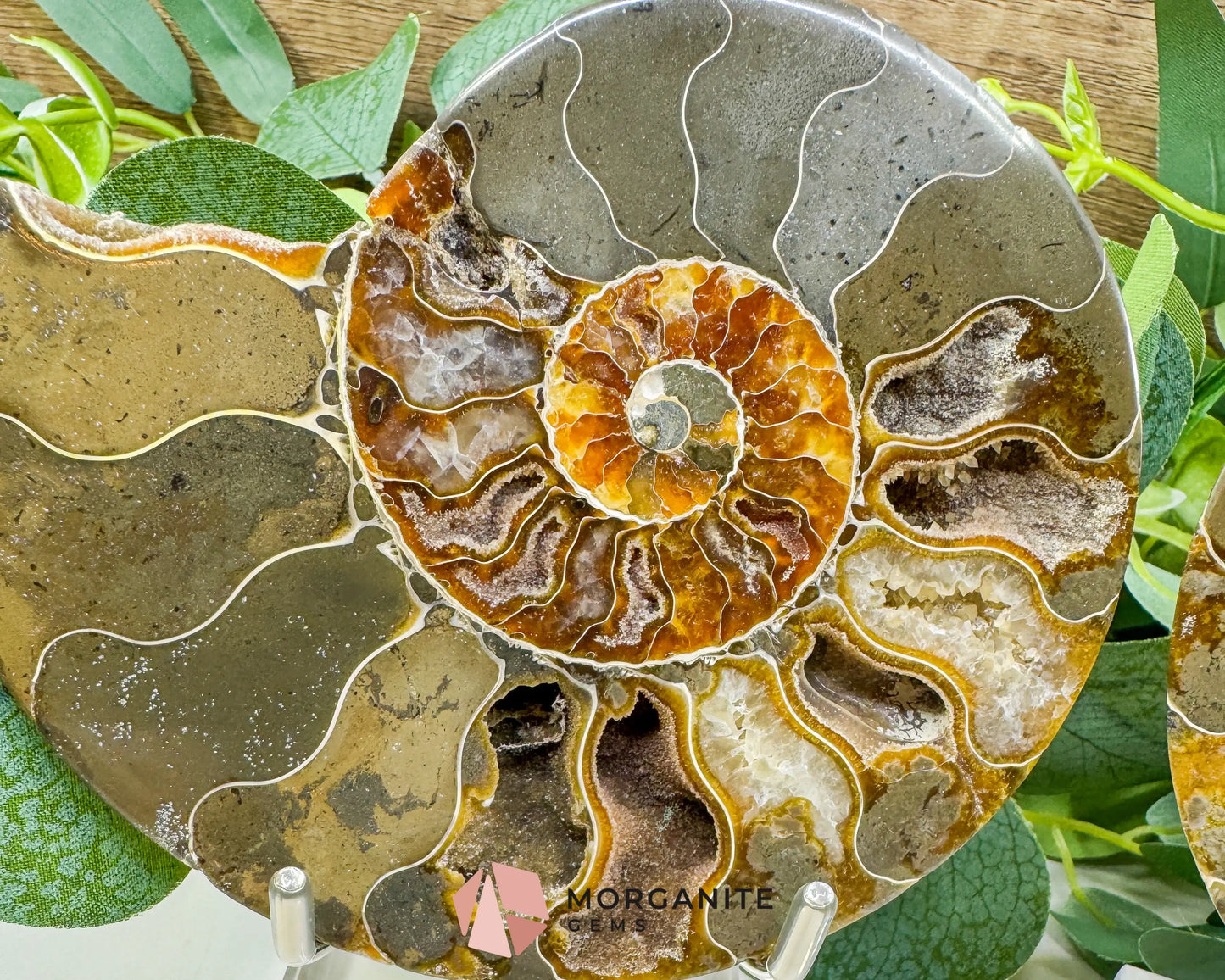 Polished Ammonite Fossil Pair (12oz Total) – 4.4’’ Matched Split Suture Specimen - Fossils