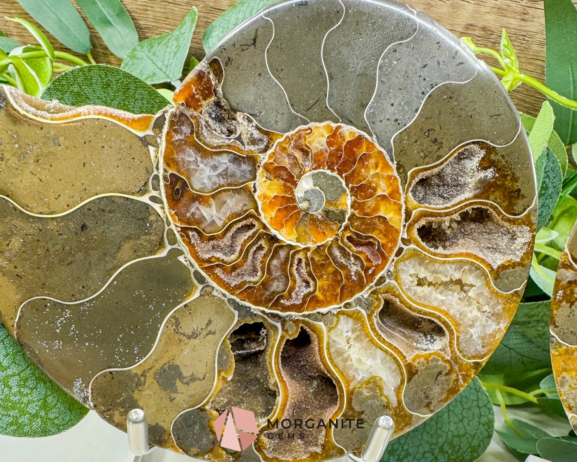 Polished Ammonite Fossil Pair (12oz Total) – 4.4’’ Matched Split Suture Specimen - Fossils