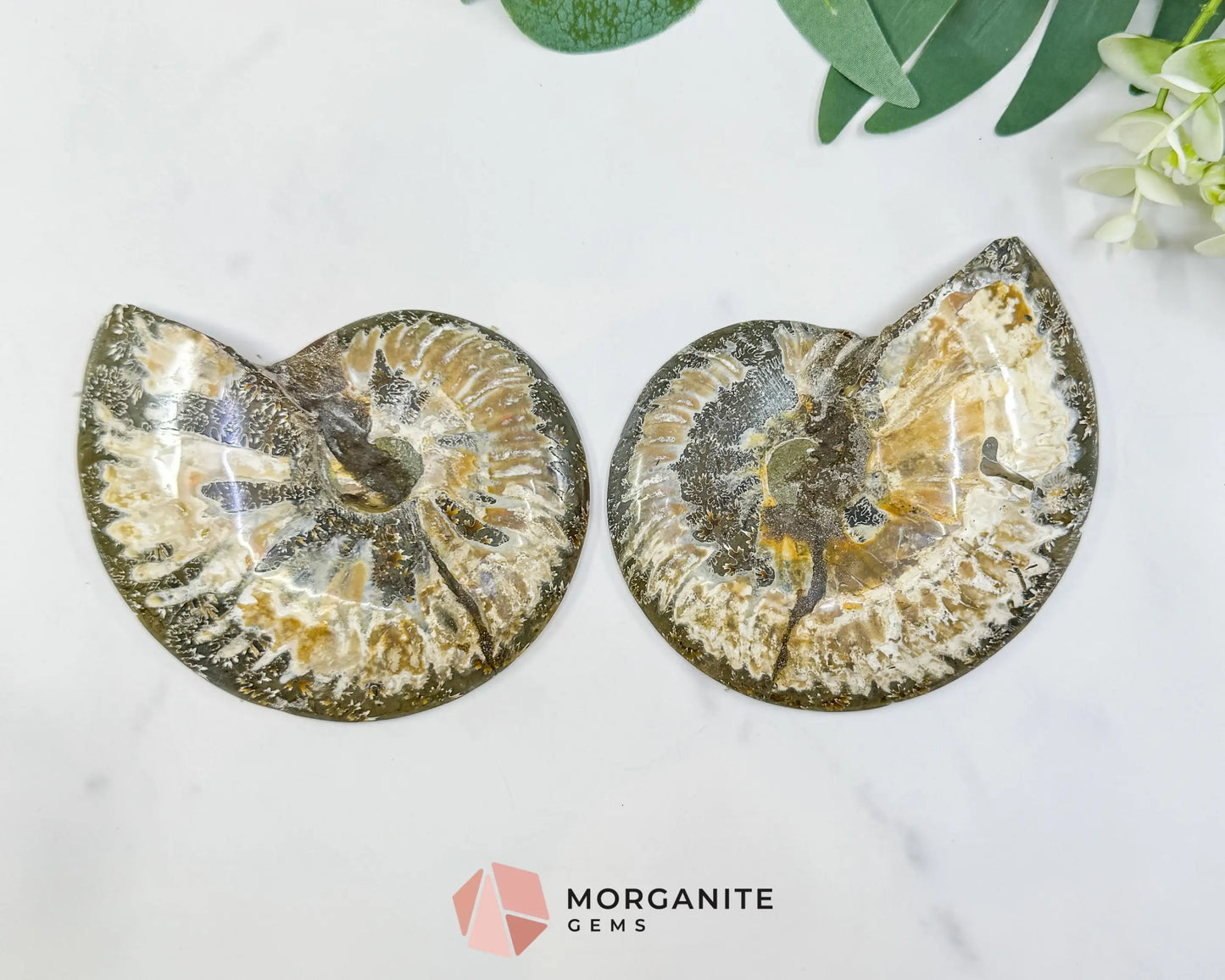 Polished Ammonite Fossil Pair (12oz Total) – 4.4’’ Matched Split Suture Specimen - Fossils