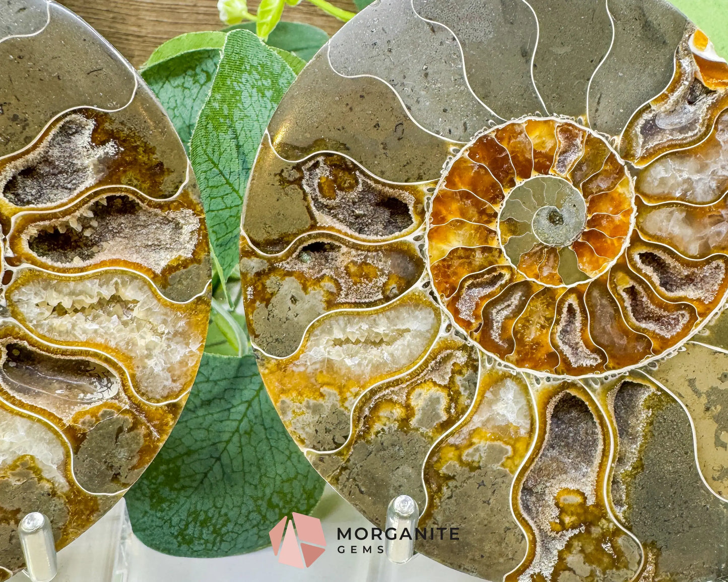 Polished Ammonite Fossil Pair (12oz Total) – 4.4’’ Matched Split Suture Specimen - Fossils