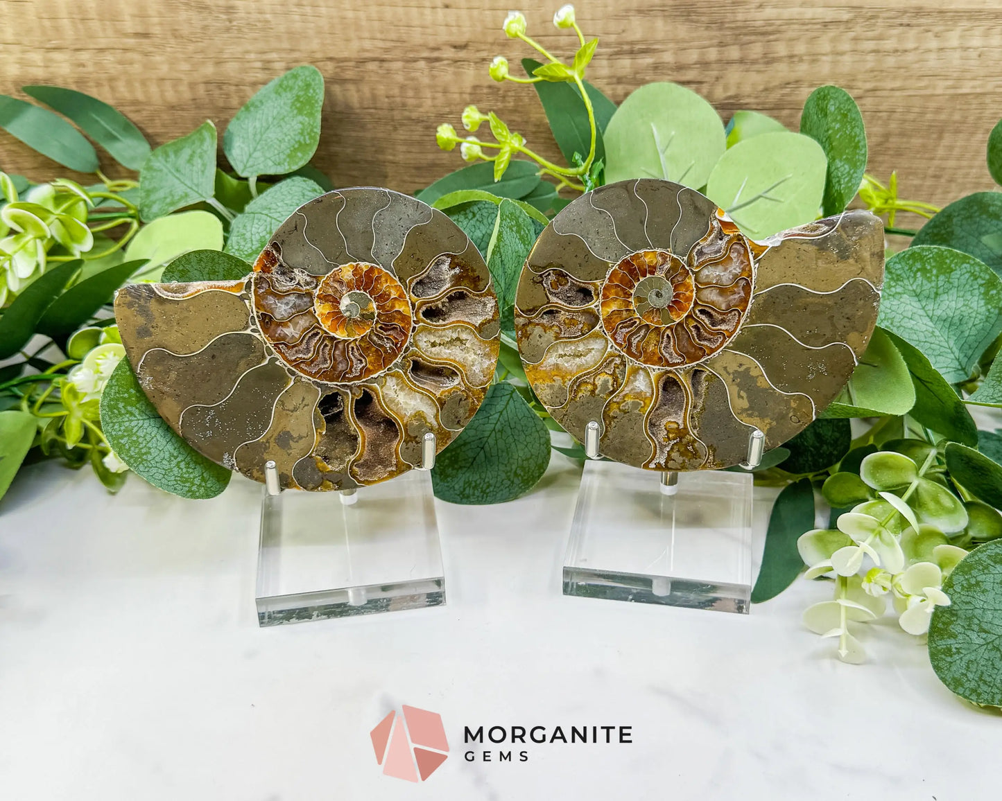 Polished Ammonite Fossil Pair (12oz Total) – 4.4’’ Matched Split Suture Specimen - With 2 Adjustable Metal Arm Stand
