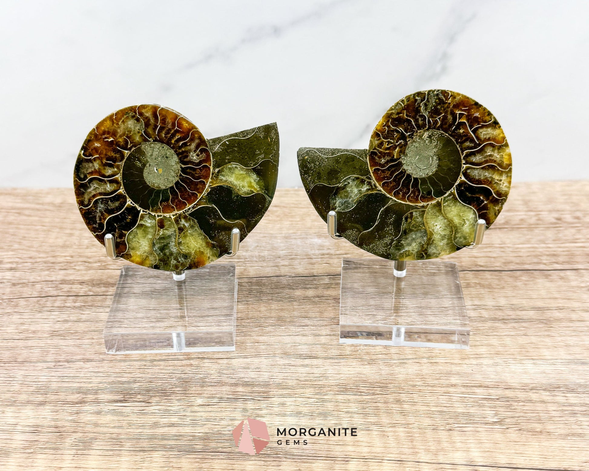 Polished Ammonite Pair – Stunning Natural Fossils for Decor and Collectors-Morganite Gems