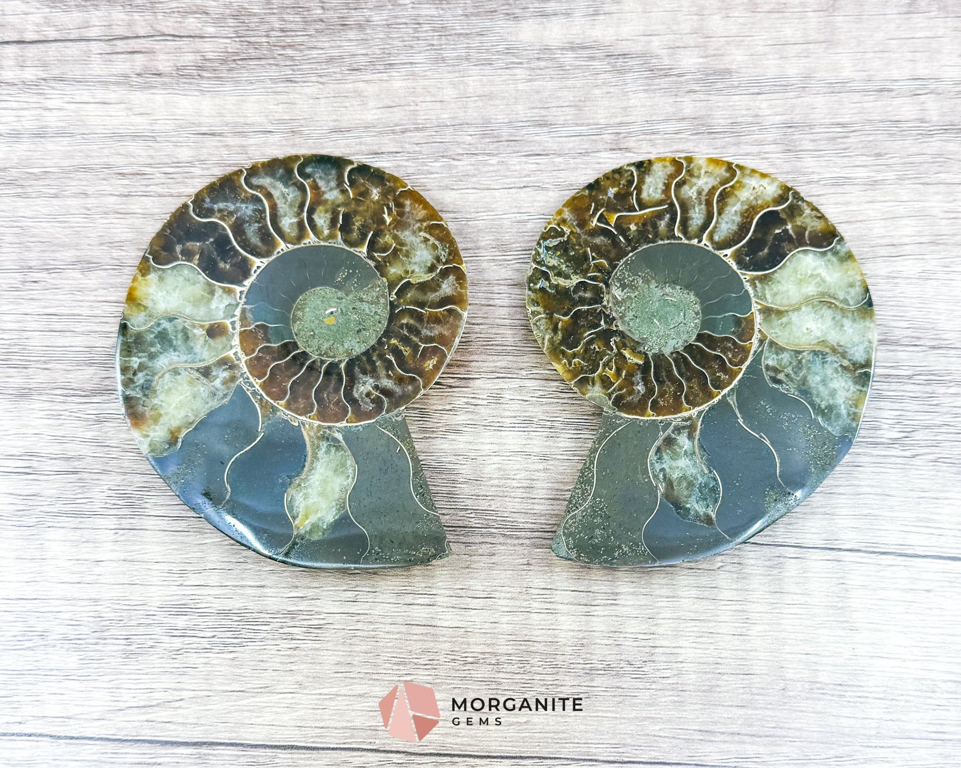 Polished Ammonite Pair – Stunning Natural Fossils for Decor and Collectors-Morganite Gems