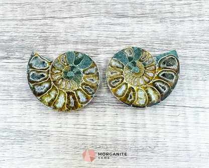 Polished Ammonite Pair – Stunning Natural Fossils for Decor and Collectors-Morganite Gems