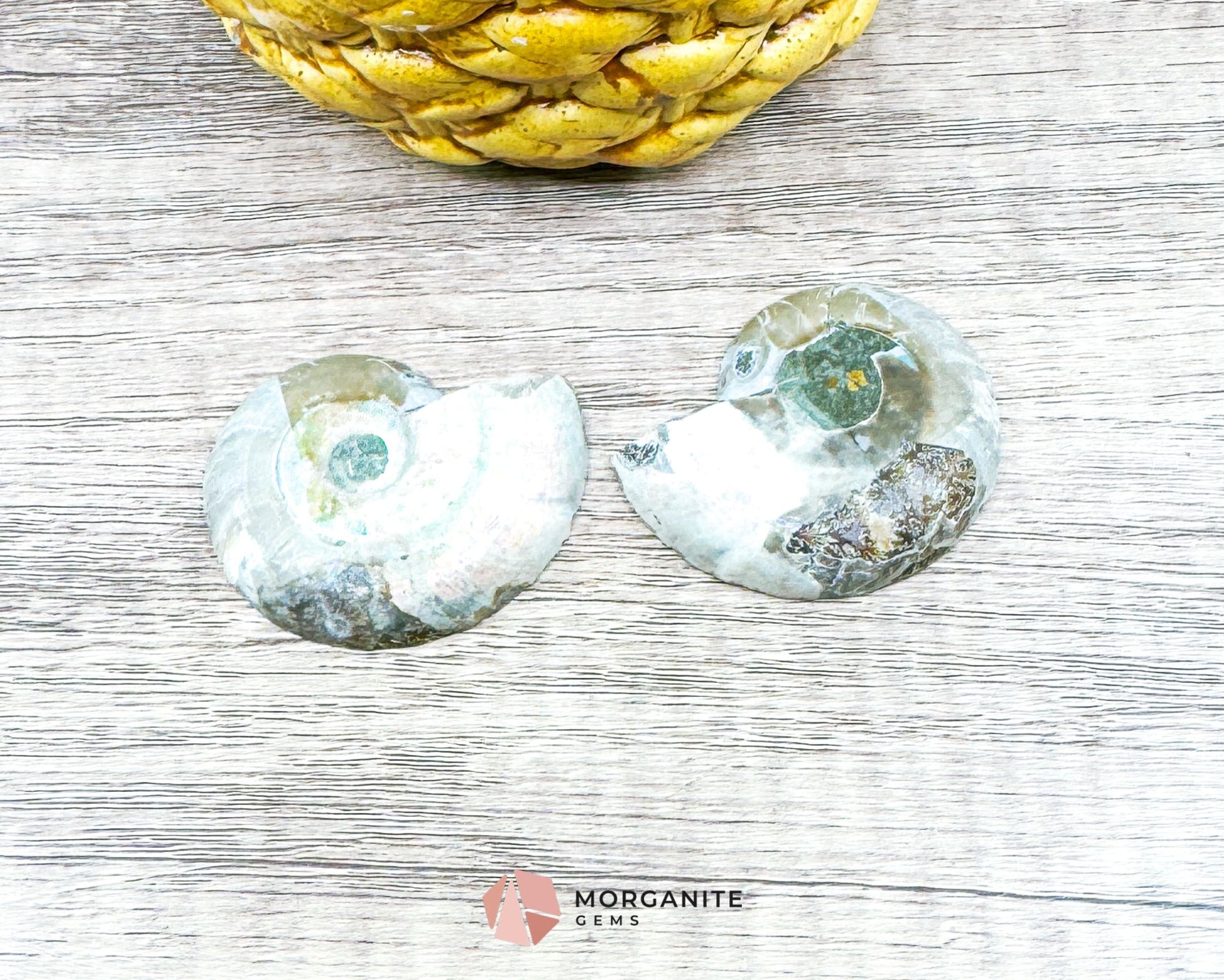 Polished Ammonite Pair – Stunning Natural Fossils for Decor and Collectors-Morganite Gems