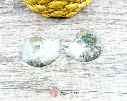 Polished Ammonite Pair – Stunning Natural Fossils for Decor and Collectors-Morganite Gems