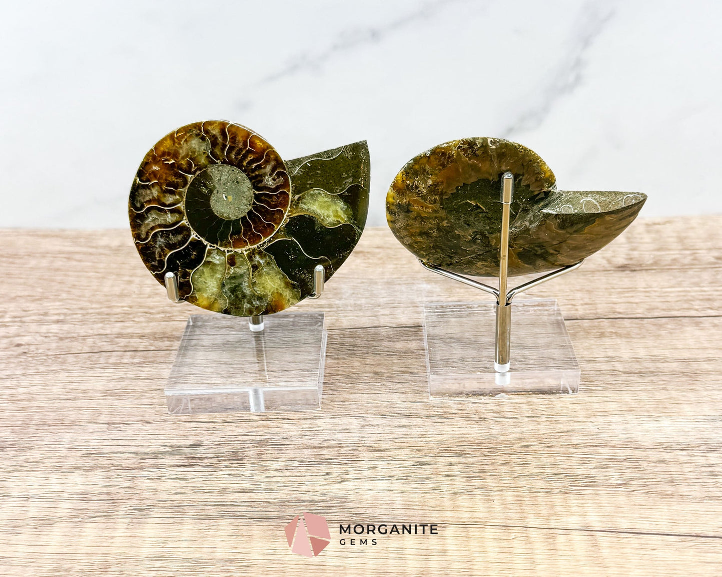 Polished Ammonite Pair – Stunning Natural Fossils for Decor and Collectors-Morganite Gems