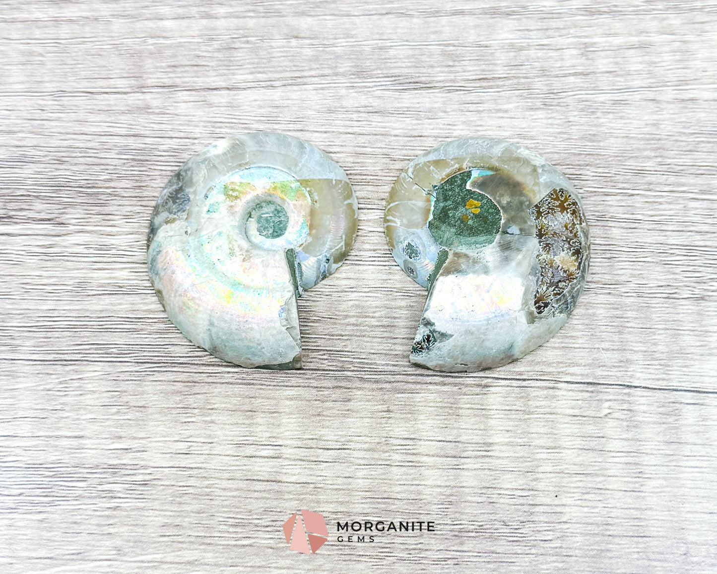 Polished Ammonite Pair – Stunning Natural Fossils for Decor and Collectors-Morganite Gems