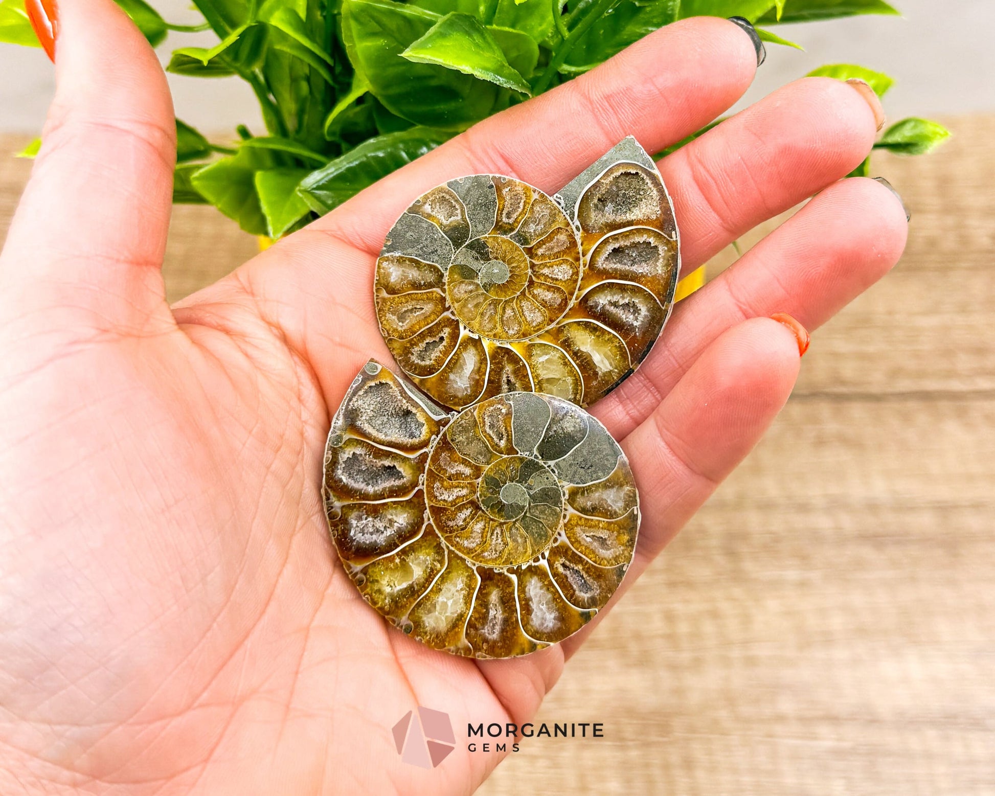 Polished Ammonite Pair – Stunning Natural Fossils for Decor and Collectors-Morganite Gems