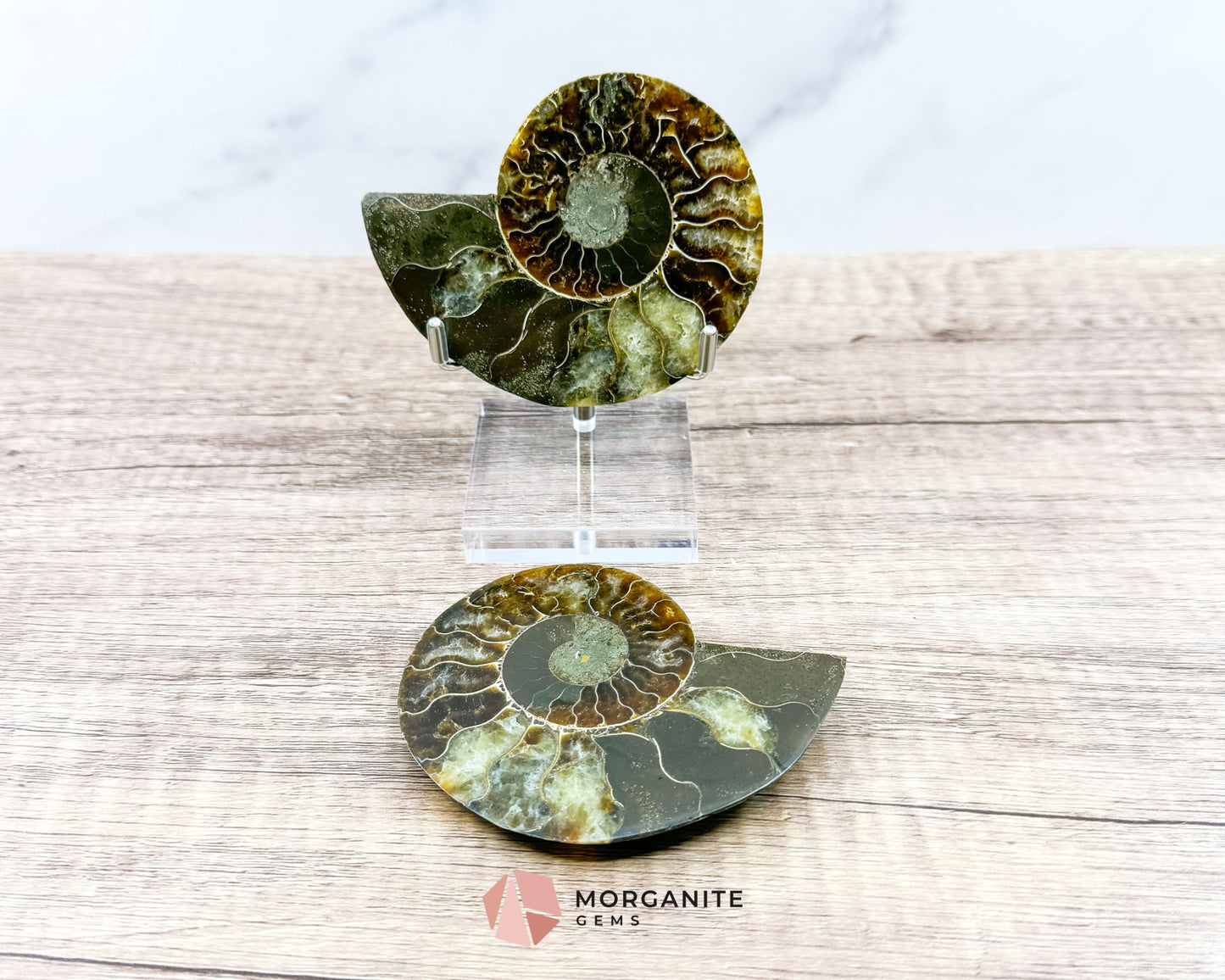 Polished Ammonite Pair – Stunning Natural Fossils for Decor and Collectors-Morganite Gems