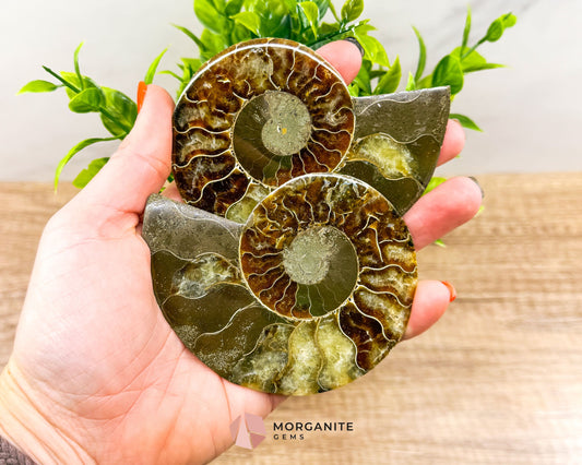 Polished Ammonite Pair – Stunning Natural Fossils for Decor and Collectors-Morganite Gems