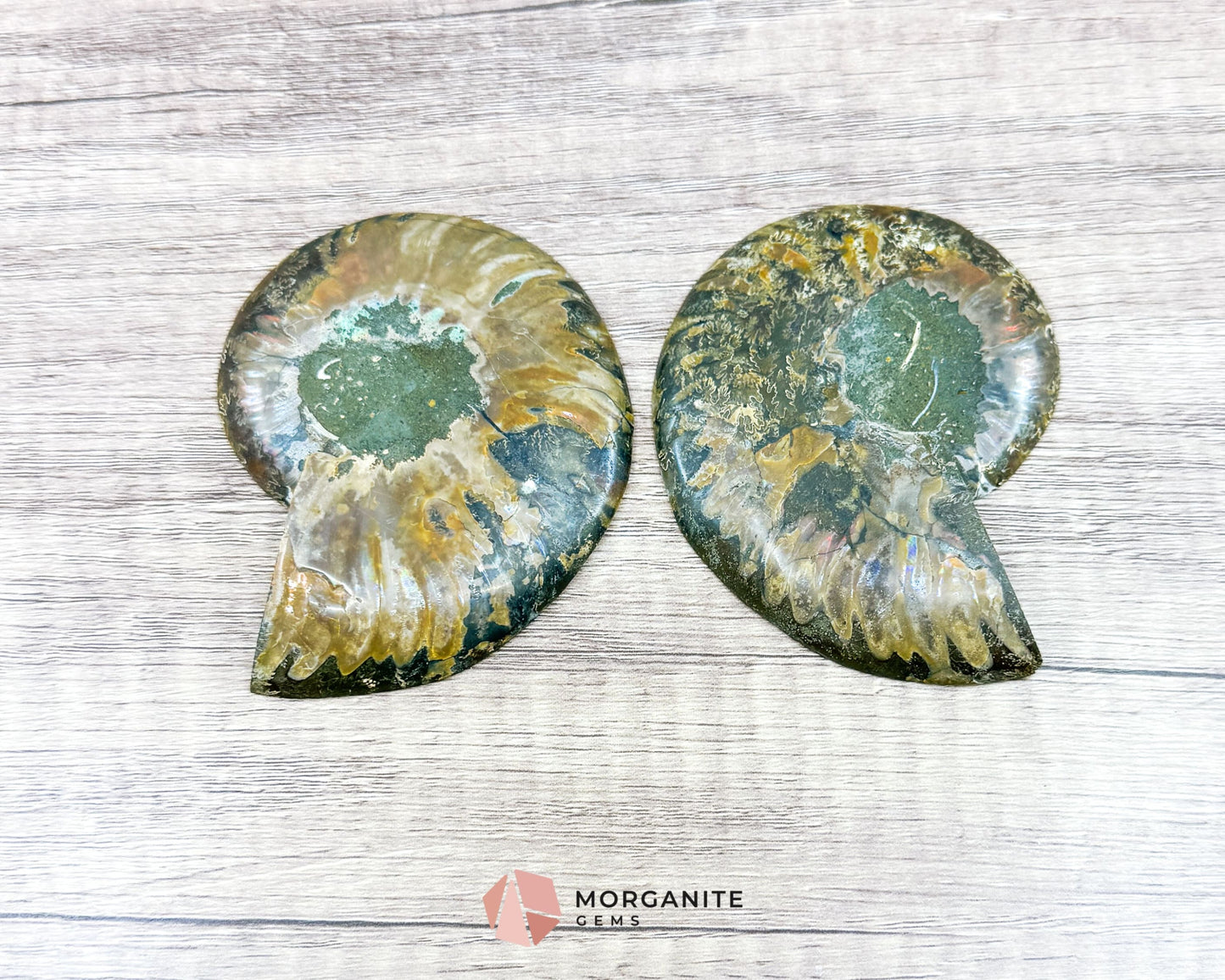 Polished Ammonite Pair – Stunning Natural Fossils for Decor and Collectors-Morganite Gems