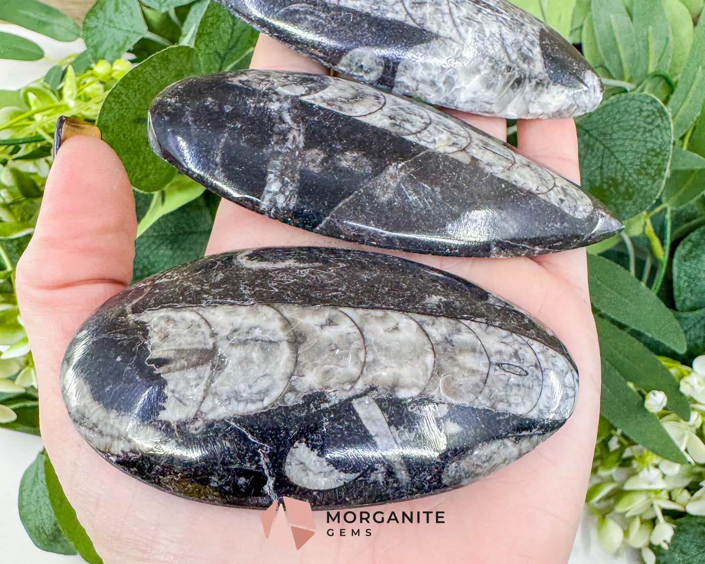 Polished Orthoceras Fossil (3-4’’) – Ancient ’Straight Horn’ Cephalopod Specimen for Grounding & Ancestral Connection