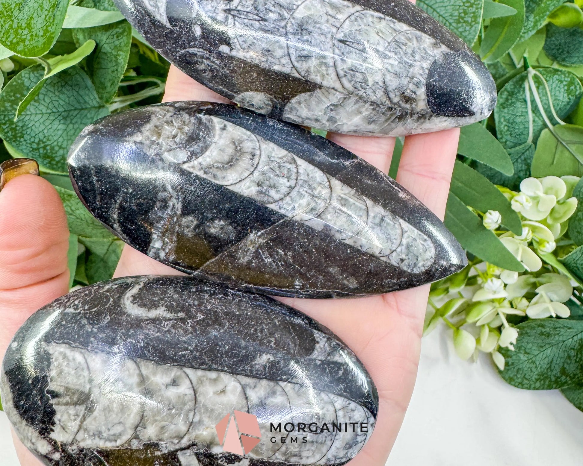Polished Orthoceras Fossil (3-4’’) – Ancient ’Straight Horn’ Cephalopod Specimen for Grounding & Ancestral Connection