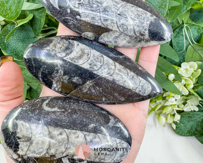 Polished Orthoceras Fossil (3-4’’) – Ancient ’Straight Horn’ Cephalopod Specimen for Grounding & Ancestral Connection