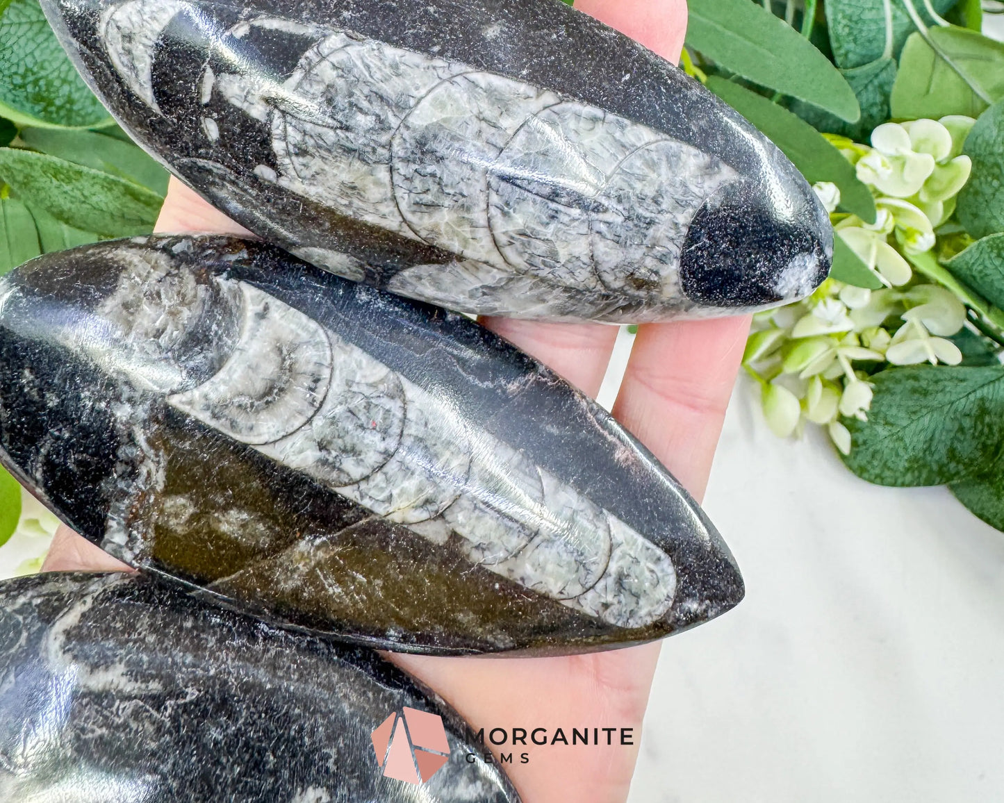 Polished Orthoceras Fossil (3-4’’) – Ancient ’Straight Horn’ Cephalopod Specimen for Grounding & Ancestral Connection