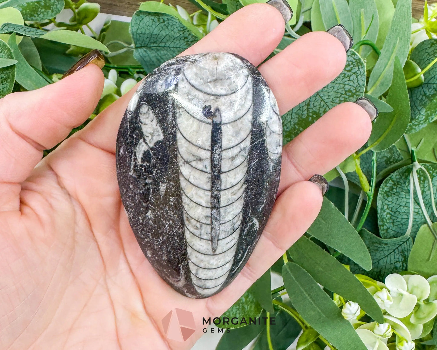 Polished Orthoceras Fossil (3-4’’) – Ancient ’Straight Horn’ Cephalopod Specimen for Grounding & Ancestral Connection