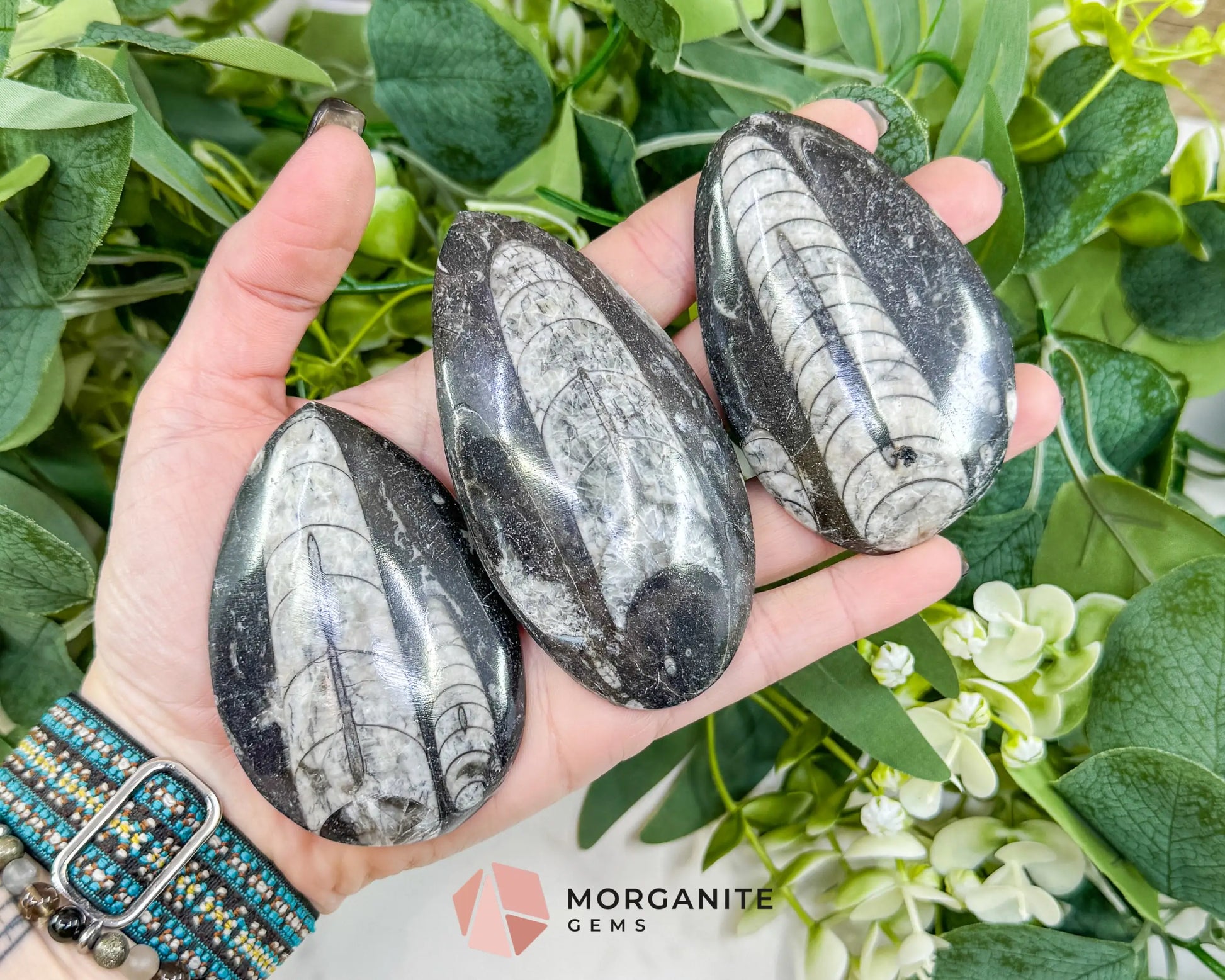 Polished Orthoceras Fossil (3-4’’) – Ancient ’Straight Horn’ Cephalopod Specimen for Grounding & Ancestral Connection