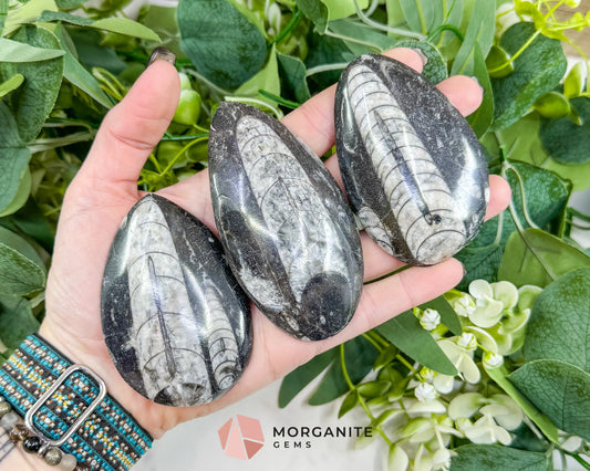 Polished Orthoceras Fossil (3-4’’) – Ancient ’Straight Horn’ Cephalopod Specimen for Grounding & Ancestral Connection