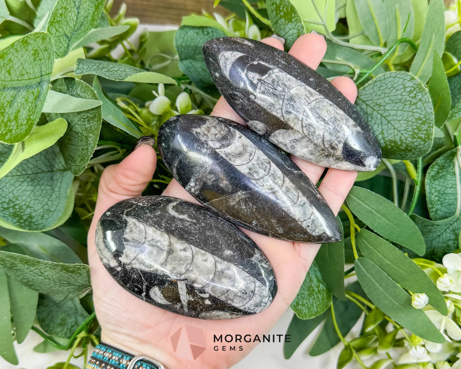 Polished Orthoceras Fossil (3-4’’) – Ancient ’Straight Horn’ Cephalopod Specimen for Grounding & Ancestral Connection