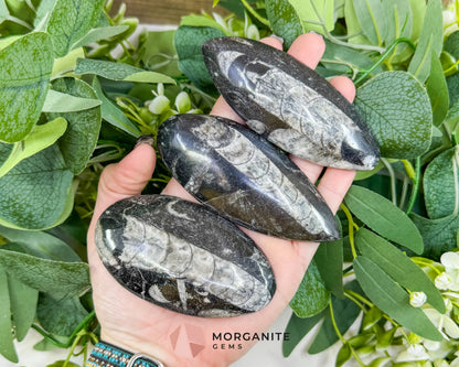 Polished Orthoceras Fossil (3-4’’) – Ancient ’Straight Horn’ Cephalopod Specimen for Grounding & Ancestral Connection