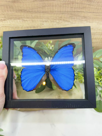 Morpho Didius Butterfly in Glass Frame – Real Giant Blue Specimen Display No. 1 (4.9" Wingspan)
