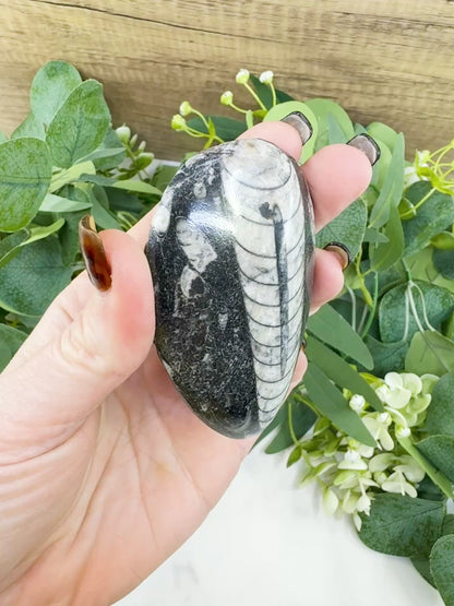 Polished Orthoceras Fossil (3-4") – Ancient "Straight Horn" Cephalopod Specimen for Grounding & Ancestral Connection