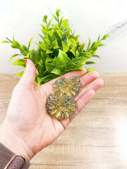 Polished Ammonite Pair – Stunning Natural Fossils for Decor and Collectors