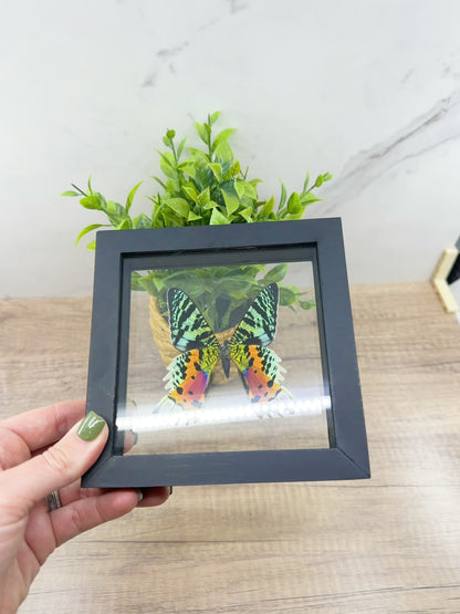 Framed Urania Ripheus Butterfly – A Stunning Natural Masterpiece