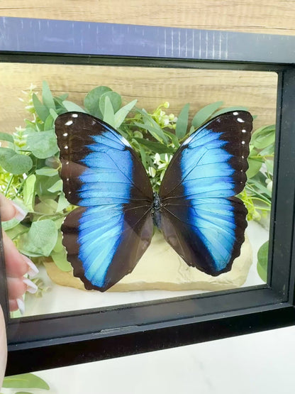 Morpho Achilles Butterfly in Glass Frame – Real Blue Butterfly Specimen No. 2 (6.6" x 7.1") No.2