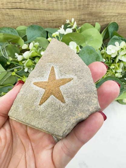 Starfish Fossil Trio – Choose A, B, or C | Natural Marine Fossils in Stone Matrix