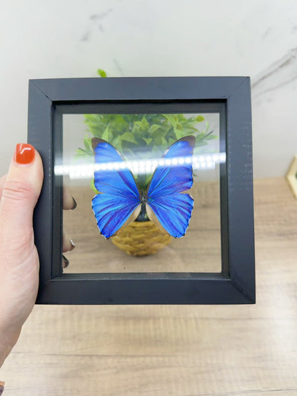 Framed Blue Morpho Butterfly – Exquisite Natural Art for Your Home