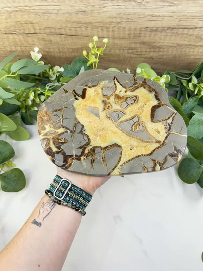 Utah Septarian "Dragon Stone" Geode Slice No. 2 (2.02lb) – 8.75" Polished Local Specimen for Grounding & Protection