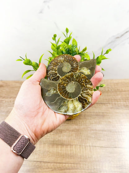 Polished Ammonite Pair – Stunning Natural Fossils for Decor and Collectors