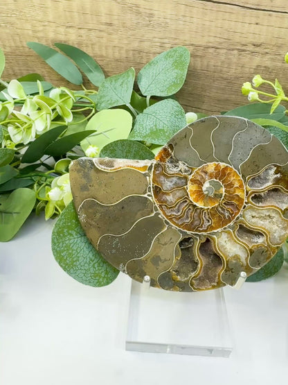 Polished Ammonite Fossil Pair (12oz Total) – 4.4" Matched Split Suture Specimen