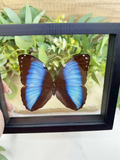 Morpho Achilles Butterfly in Glass Frame – Real Preserved Blue Butterfly Display (6.6" x 7.1") No. 1