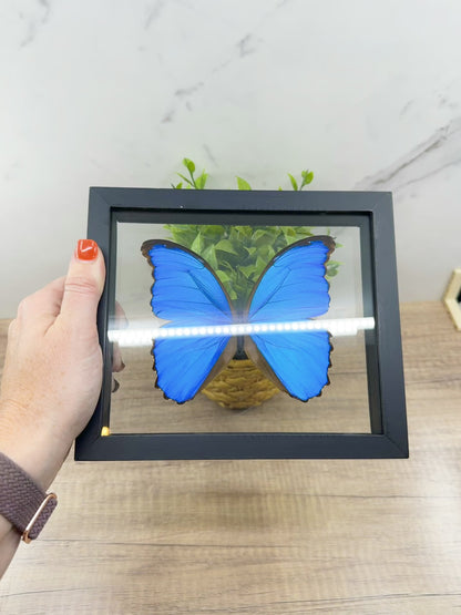 Framed Blue Morpho Butterfly – Exquisite Natural Art for Your Home