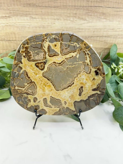 Extra-Thick Utah Septarian "Dragon Stone" Slice No. 4 (3.61lbs) – 8.5" Polished Local Specimen for Grounding & Protection