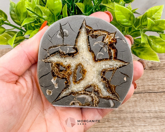 Septarian Nodule Polished End-Cuts – Unique Fossil Crystal for Grounding, Protection & Creativity-Morganite Gems